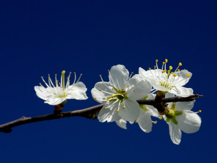 Apple Blossom