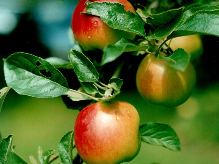 Throne Farm Apples