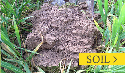 Soil