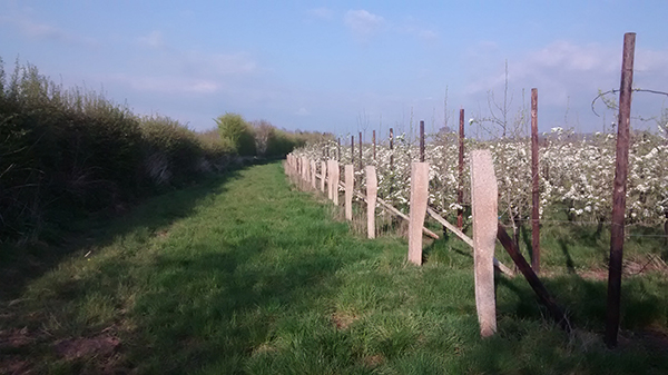 5 Acres Orchard