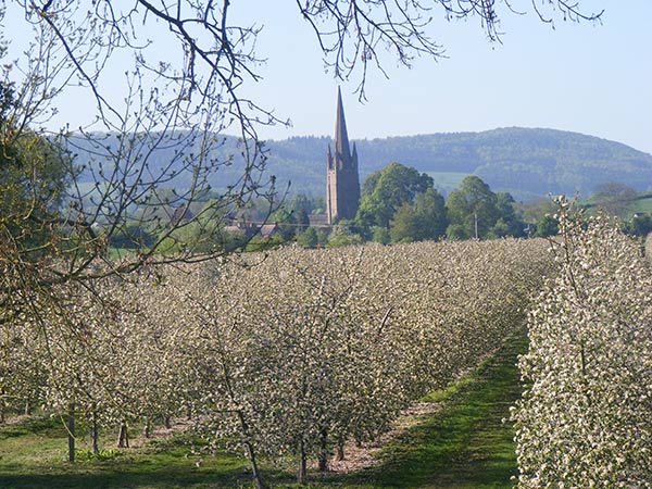Harp orchard in full blossom in May