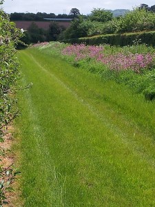 un mown strip: Insect & wild flower heaven