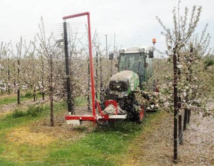 Mechanically thinning blossom with our Darwin thinner