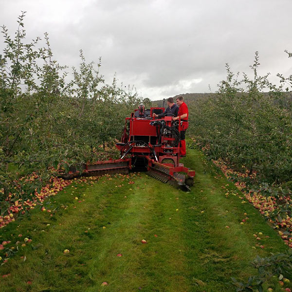 Our new cider apple harvester on demonstration