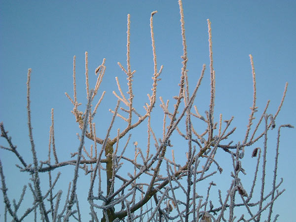 Winter: a period of dormancy for our trees