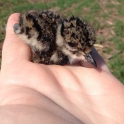 Park Central May 2016 - One of 17 ringed