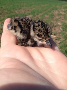 Park Central May 2016 - One of 17 ringed