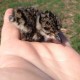 Park Central May 2016 - One of 17 ringed