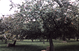 traditional Herefordshire standard orchards