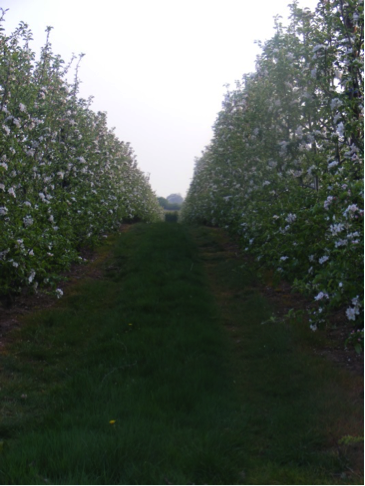Throne Farm Orchards